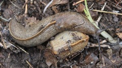 Tandonia sowerbyi