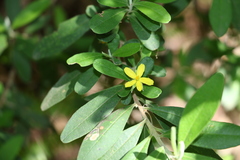 Hibbertia hexandra