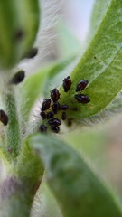 Brachycaudus lychnidis