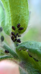 Brachycaudus lychnidis