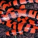 False Coral Snakes - Photo (c) Bernard DUPONT, some rights reserved (CC BY-NC-SA)