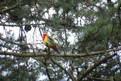 Platycercus eximius