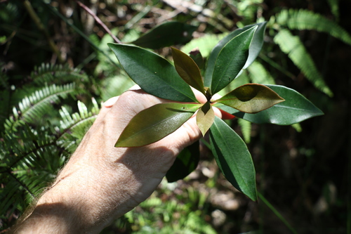 Image of Tristaniopsis collina by (c) Greg Tasney, some rights reserved (CC BY-SA)