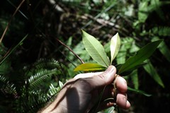 Tristaniopsis collina