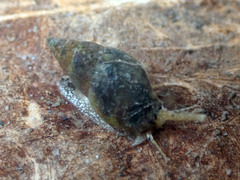 Tritia corniculum