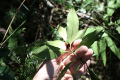Tristaniopsis collina