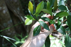 Tristaniopsis collina