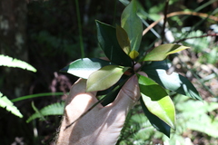 Tristaniopsis collina