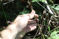 Tristaniopsis collina