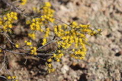 Acacia sulcata