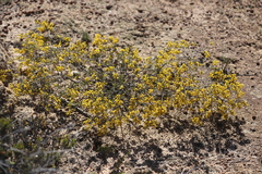 Acacia sulcata