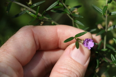 Prostanthera scutellarioides