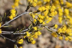 Acacia sulcata