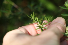 Prostanthera scutellarioides