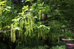 Acer cissifolium