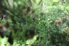 Prostanthera scutellarioides