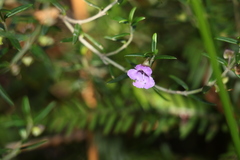 Prostanthera scutellarioides
