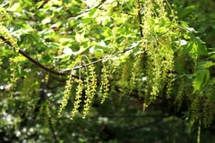 Acer cissifolium