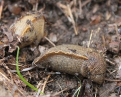 Tandonia sowerbyi