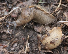 Tandonia sowerbyi