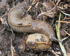 Tandonia sowerbyi