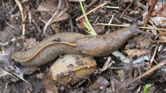 Tandonia sowerbyi