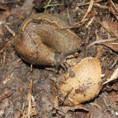 Tandonia sowerbyi