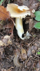 Tandonia sowerbyi