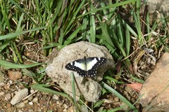 Catasticta sisamnus
