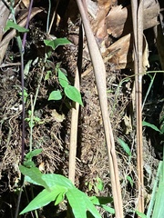 Dendropsophus parviceps