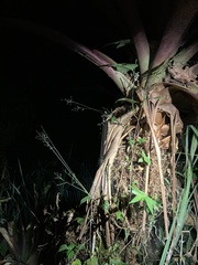 Dendropsophus parviceps