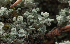 Cladonia parasitica