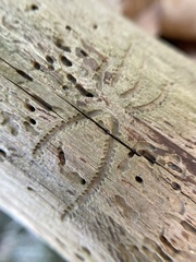 Pityogenes bidentatus