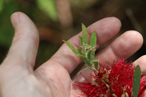 Image of Melaleuca montana by (c) Greg Tasney, some rights reserved (CC BY-SA)
