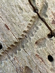 Pityogenes bidentatus