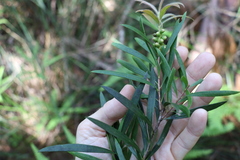 Melaleuca montana