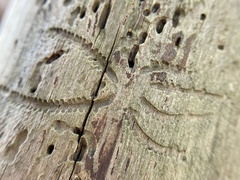 Pityogenes bidentatus