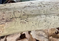 Pityogenes bidentatus