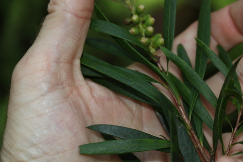 Image of Melaleuca montana by (c) Greg Tasney, some rights reserved (CC BY-SA)