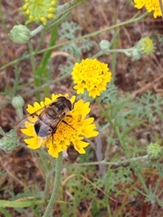 Copestylum apiciferum