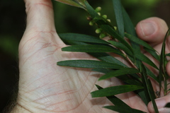 Melaleuca montana