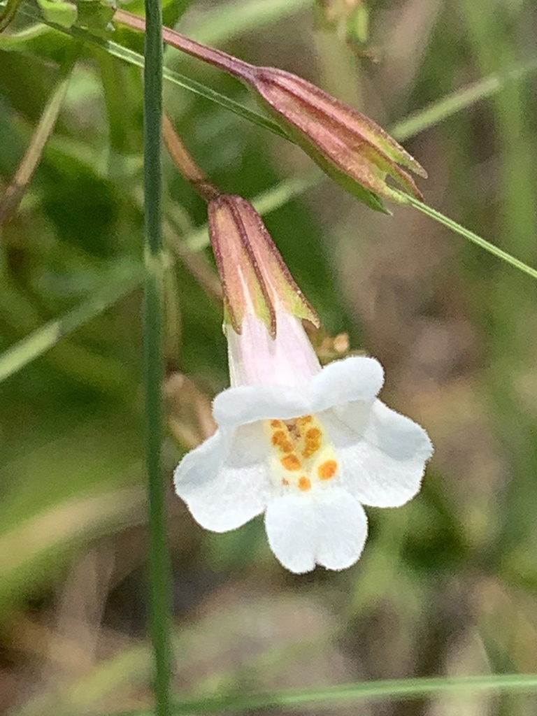 Erect Monkeyflower