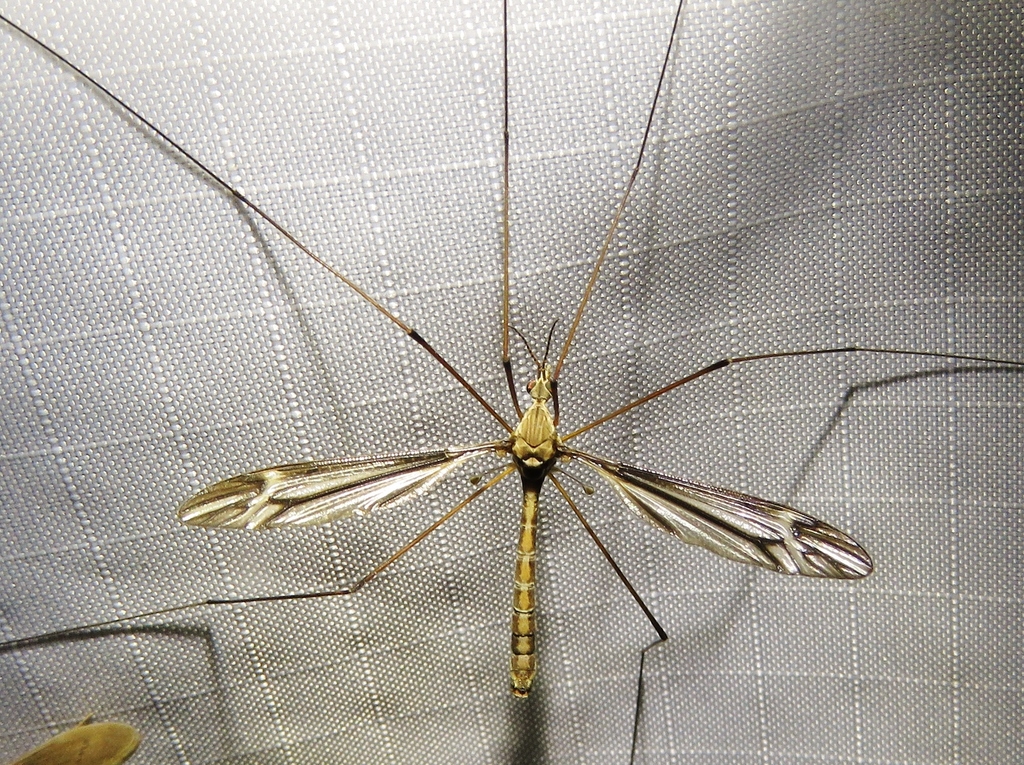 Tipula concava