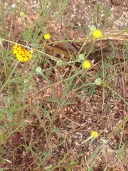 Copestylum apiciferum