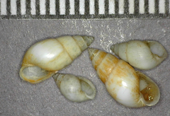 Odostomia nota