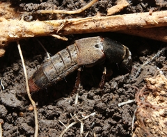 Platydracus mysticus