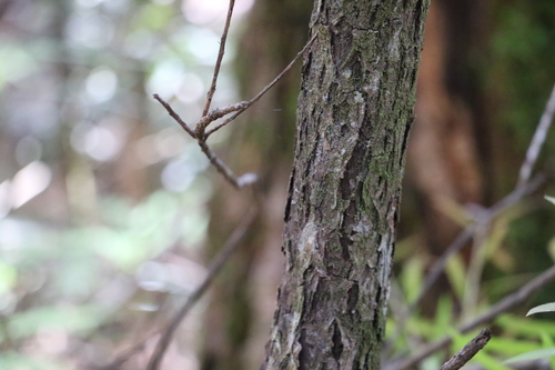 Image of Melaleuca montana by (c) Greg Tasney, some rights reserved (CC BY-SA)