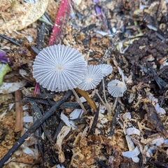 Narcissea patouillardii