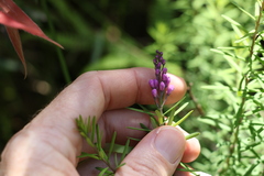 Comesperma esulifolium