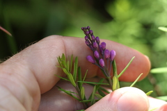 Comesperma esulifolium